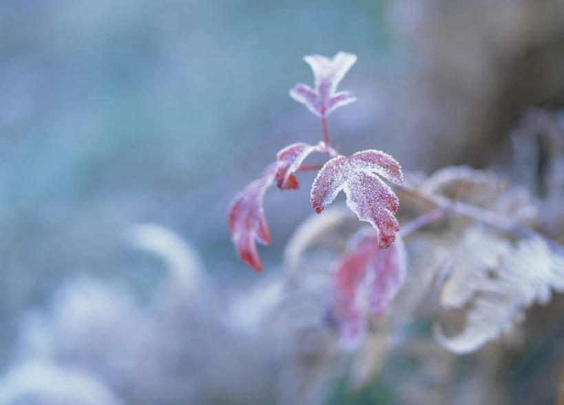 无人,横图,室外,特写,白天,正面,旅游,度假,美景,秋季,叶子,长野县,日本,亚洲,朦胧,模糊,景观,绿叶,娱乐,红色,自然,享受,休闲,嫩叶,景色,放松,自然风光,东亚,本州,本州岛,日本国,中部地方,长野,松本市,松本城,叶,叶片,秋,秋天,彩图
