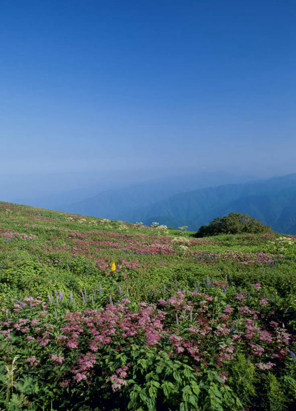 无人,竖图,室外,白天,正面,旅游,度假,花海,花圃,美景,山,叶子,日本,亚洲,盛开,景观,山峰,山峦,花蕾,娱乐,花,花瓣,花朵,鲜花,蓝色,绿色,蓝天,天空,自然,花丛,花束,花田,天,花苞,花蕊,享受,休闲,景色,放松,晴朗,自然风光,东亚,本州,万里无云,本州岛,日本国,近畿地方,近畿,滋贺,滋贺县,晴空,晴空万里,彩图,蚊子草