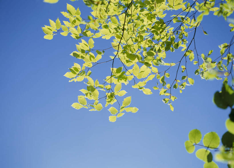 无人,横图,室外,白天,仰视,旅游,度假,美景,叶子,日本,亚洲,景观,绿叶,娱乐,蓝色,蓝天,天空,自然,天,享受,休闲,嫩叶,景色,放松,晴朗,自然风光,东亚,本州,万里无云,关东地方,本州岛,日本国,栃木,栃木县,叶,叶片,晴空,晴空万里,彩图,低角度拍摄
