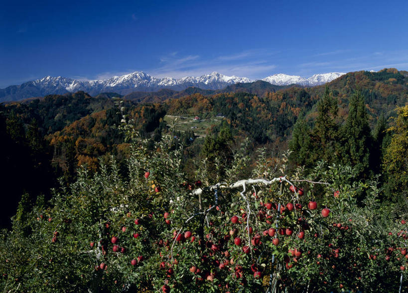 无人,横图,俯视,航拍,室外,白天,旅游,度假,美景,山,雪,雪山,植物,大雪,苹果,水果,长野县,日本,亚洲,新鲜,冰,积雪,景观,山峰,雪景,云,云朵,冬季,冬天,生食,食品,果实,果树,山峦,云彩,娱乐,树,树木,食物,蓝色,绿色,白云,蓝天,天空,自然,天,享受,休闲,景色,放松,寒冷,有机食品,绿色食品,生长,成长,冰冷,鸟瞰,自然风光,苹果树,东亚,本州,本州岛,日本国,中部地方,长野,严寒,冰凉,酷寒,凛冽,凛凛,极冷,彩图,高角度拍摄