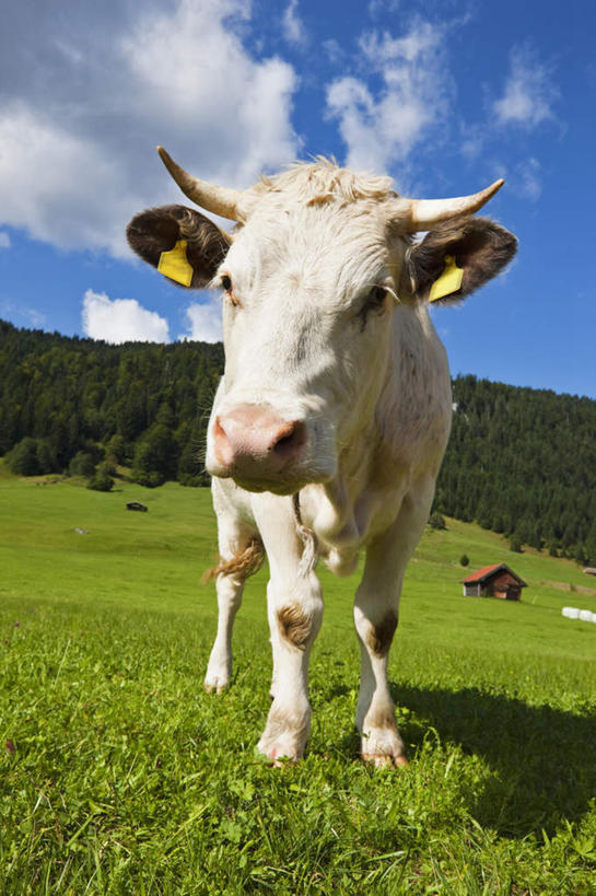 无人,站,竖图,室外,白天,仰视,旅游,度假,草地,草坪,美景,植物,牛,德国,欧洲,朦胧,模糊,景观,云,云朵,云彩,注视,娱乐,一匹,草,树,树木,蓝色,绿色,白云,蓝天,天空,自然,动物,天,观察,看,站着,享受,休闲,家畜,景色,放松,牲畜,生长,晴朗,成长,观看,察看,西欧,关注,自然风光,德意志联邦共和国,巴伐利亚,巴伐利亚州,拜恩州,拜恩自由州,晴空,站立,彩图,低角度拍摄,全身