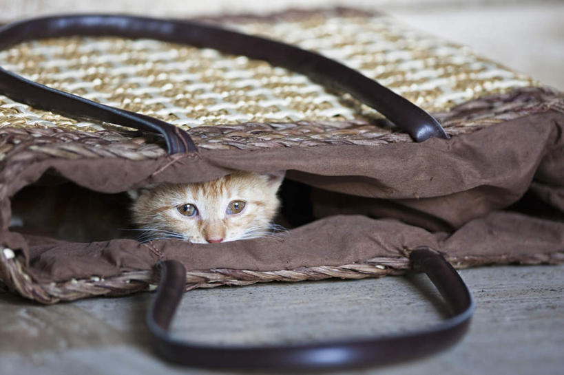 无人,躺,交叉,横图,室内,特写,白天,正面,竹子,宠物,猫,竹制,朦胧,模糊,编织,瓷砖,地砖,篮子,地面,注视,一只,动物,竹篮,观察,看,趴着,可爱,观看,竹条,交织,察看,竹制品,关注,猫咪,穿插,卧着,趴,躺着,卧,半身,彩图