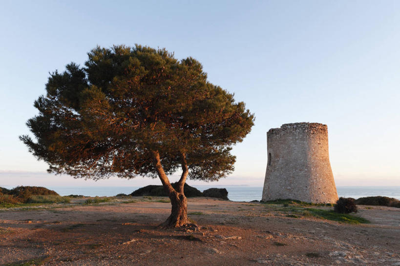 无人,横图,室外,白天,正面,旅游,度假,美景,植物,松树,西班牙,欧洲,阴影,光线,影子,景观,娱乐,树,树木,蓝色,绿色,蓝天,天空,阳光,自然,天,享受,休闲,景色,放松,生长,晴朗,成长,南欧,自然风光,坚定,万里无云,马略卡岛,西班牙王国,长寿,贞洁,巴利阿里群岛,马略卡,巴利阿里,晴空,晴空万里,彩图,马洛卡岛