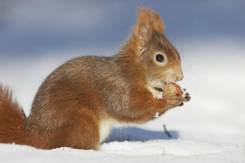 无人,站,吃,横图,室外,特写,白天,侧面,美景,雪,大雪,野生动物,德国,欧洲,握,阴影,朦胧,模糊,光线,影子,积雪,景观,雪景,冬季,冬天,坚果,果实,松果,注视,慕尼黑,一个,一只,阳光,自然,动物,干果,松鼠,观察,看,站着,景色,寒冷,可爱,握着,活泼,单个,观看,察看,松塔,西欧,关注,自然风光,德意志联邦共和国,首府,严寒,巴伐利亚,巴伐利亚州,拜恩州,拜恩自由州,红松鼠,美洲红松鼠,嚼,食,站立,半身,彩图