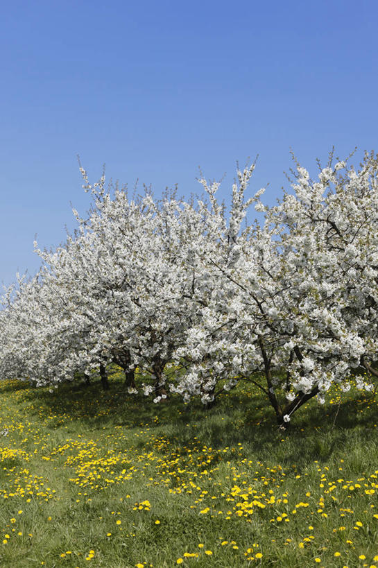 无人,竖图,室外,白天,正面,旅游,度假,幸福,纯洁,花海,花圃,美景,植物,樱花,叶子,德国,欧洲,阴影,盛开,光线,影子,景观,花蕾,娱乐,花,花瓣,花朵,花卉,鲜花,蓝色,绿色,蓝天,天空,阳光,自然,花丛,花束,花田,天,花苞,花蕊,享受,休闲,景色,放松,晴朗,等待,生命,西欧,自然风光,万里无云,德意志联邦共和国,仙樱花,福岛樱,青肤樱,高尚,巴伐利亚,巴伐利亚州,拜恩州,拜恩自由州,热烈,晴空,晴空万里,荆桃,彩图,上弗兰肯行政区