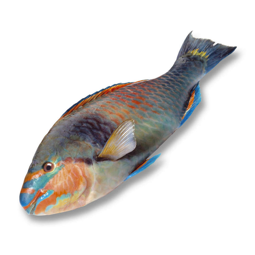 海鲜,无人,方图,俯视,室内,特写,白天,白色背景,桌面,桌子,一条,阴影,反射,木制,鱼,影子,水产,鱼类,海洋生物,木制品,摄影,影棚,水生动物,海产品,水生物,海底动物,鹦鹉鱼,鹦嘴鱼,彩图,高角度拍摄,全身,影棚拍摄,拍摄