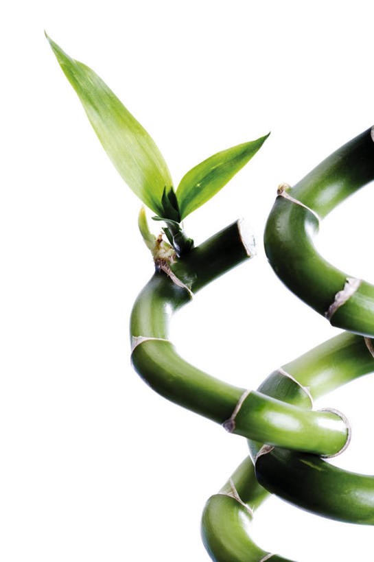 无人,竖图,室内,特写,白天,白色背景,正面,纯洁,竹子,阴影,环绕,缠绕,反射,影子,摄影,影棚,吉祥,高雅,富贵,纠缠,吉利,奉献,富贵竹,开运竹,辛氏龙树,竹蕉,质朴,正直,担当,平安,竹,彩图,影棚拍摄,拍摄,奋进,操守,四君子,岁寒三友,性坚,虚怀,虚心,善群,卓尔