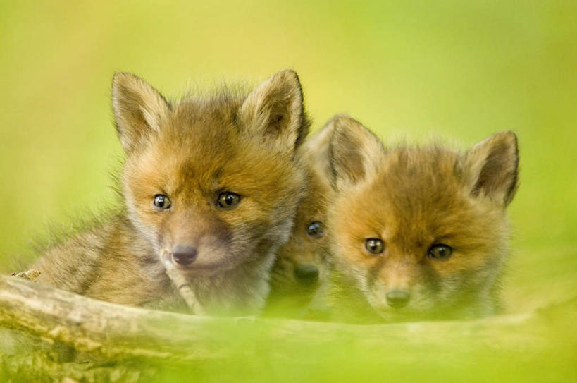 无人,坐,横图,室外,白天,正面,草地,草坪,美景,植物,狐狸,野生动物,三只,阴影,朦胧,模糊,光线,影子,景观,树桩,注视,草,树,树干,绿色,阳光,自然,动物,观察,看,木桩,景色,观看,察看,关注,自然风光,狡猾,狡诈,火狐,红狐,赤狐,草狐,坐着,半身,彩图