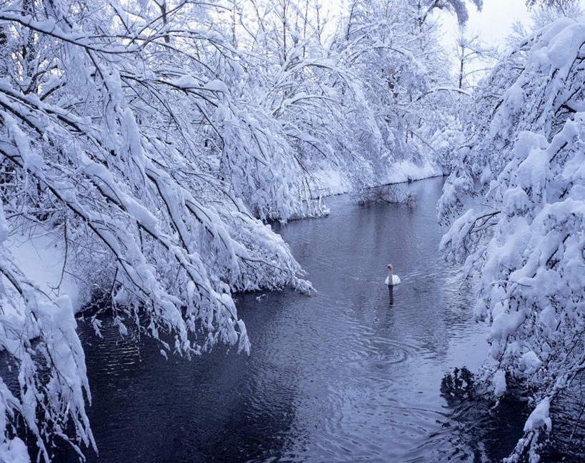 游泳,无人,横图,俯视,室外,白天,旅游,度假,河流,美景,水,雪,植物,大雪,鸟,野生动物,天鹅,阴影,波纹,朦胧,模糊,光线,鸟类,影子,河水,积雪,景观,水流,雪景,冬季,冬天,枝条,涟漪,注视,娱乐,树,树木,树枝,一只,白云,倒影,水纹,阳光,自然,动物,波浪,观察,看,享受,休闲,景色,放松,寒冷,可爱,观看,察看,倒映,关注,自然风光,水晕,严寒,泅水,反照,虬枝,枝杈,拍浮,鹄,彩图,高角度拍摄,全身