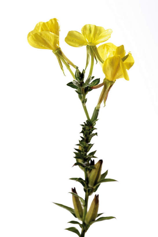 无人,竖图,俯视,室内,特写,白天,白色背景,叶子,盛开,绿叶,花蕾,花,花瓣,花朵,鲜花,黄色,花苞,花蕊,嫩叶,摄影,影棚,樱草花,独一,仅有,唯一,唯有,惟一,惟有,叶,叶片,彩图,高角度拍摄,影棚拍摄,拍摄