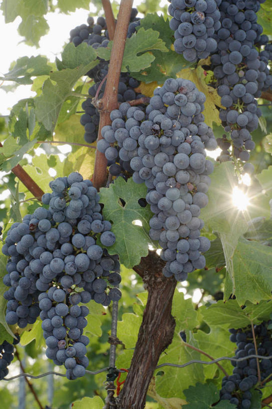 无人,果园,竖图,室外,特写,白天,正面,田园,植物,葡萄,水果,阴影,朦胧,模糊,新鲜,光线,影子,生食,食品,果实,果树,树,树木,食物,蓝色,绿色,蓝天,天空,阳光,自然,天,有机食品,绿色食品,生长,晴朗,成长,水晶葡萄,万里无云,田庄,园子,晴空,晴空万里,山葫芦,蒲桃,草龙珠,彩图