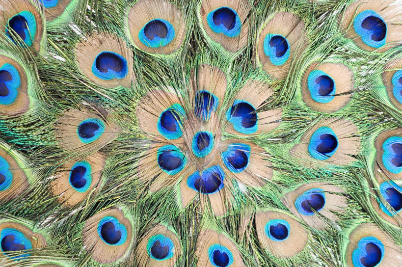 无人,横图,室内,特写,白天,正面,孔雀,静物,羽毛,装饰,尾巴,美丽,开屏,华丽,修饰,点缀,衬托,美观,雅致,雅观,彩图