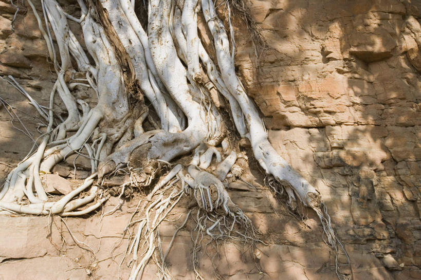 无人,横图,俯视,室外,特写,白天,旅游,度假,美景,植物,印度,亚洲,阴影,光线,影子,景观,泥土,土壤,树根,树桩,娱乐,树,树干,树木,阳光,自然,享受,休闲,木桩,景色,放松,生长,成长,自然风光,南亚,印度共和国,彩图,高角度拍摄