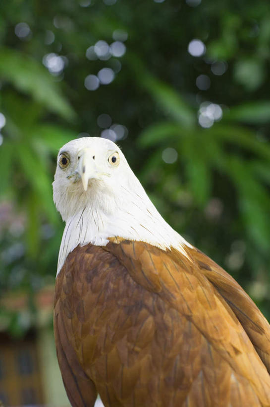 无人,站,竖图,室外,特写,白天,侧面,旅游,度假,美景,植物,鸟,野生动物,鹰,印度,亚洲,朦胧,模糊,鸟类,景观,扭头,注视,娱乐,树,树木,一只,绿色,自然,动物,观察,看,站着,转头,享受,休闲,景色,放松,生长,成长,观看,察看,关注,自然风光,南亚,凶猛,鸢,喀拉拉邦,印度共和国,喀拉拉,残暴,凶残,老鹰,站立,半身,彩图