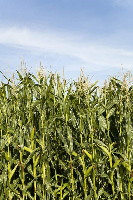 无人,农田,竖图,室外,白天,正面,旅游,度假,庄稼,农作物,美景,蔬菜,叶子,德国,欧洲,阴影,新鲜,光线,影子,景观,云,云朵,食品,绿叶,麦田,云彩,娱乐,食物,蓝色,白云,蓝天,天空,阳光,自然,天,享受,休闲,嫩叶,景色,放松,有机食品,绿色食品,晴朗,西欧,自然风光,德意志联邦共和国,巴伐利亚,巴伐利亚州,拜恩州,拜恩自由州,叶,叶片,晴空,彩图,耕地,庄稼田