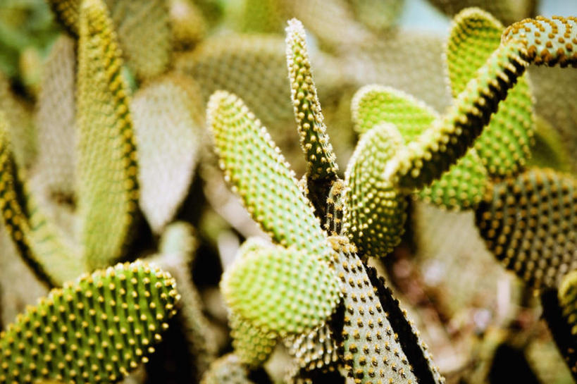 无人,横图,室外,特写,白天,正面,美景,植物,仙人掌,美国,阴影,朦胧,模糊,光线,火焰,影子,景观,草药,中药,阳光,自然,景色,北美,北美洲,自然风光,美洲,药材,中草药,中药材,本草,牛舌头,北亚美利加洲,亚美利加洲,玉芙蓉,仙巴掌,火掌,霸王树,彩图