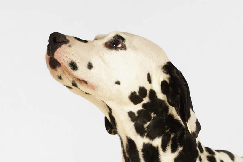 头,无人,横图,室内,特写,白天,侧面,宠物,狗,灰色背景,斑点,斑点狗,大麦町犬,黑点,注视,一只,白色,动物,观察,看,可爱,摄影,影棚,观看,察看,关注,忠诚,斑点犬,头部,犬,抬头,仰头,半身,彩图,影棚拍摄,拍摄