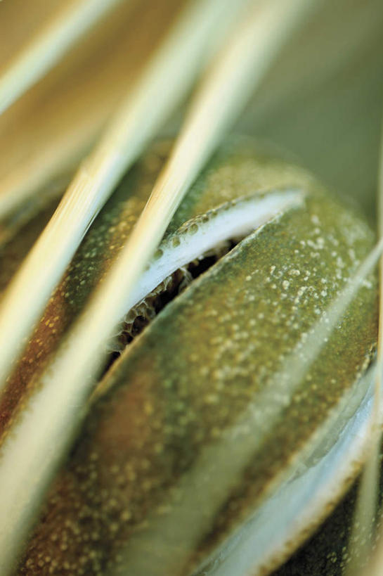 无人,竖图,俯视,室内,特写,白天,叶子,阴影,枯萎,朦胧,模糊,反射,纹路,纹理,影子,绿叶,嫩叶,死亡,肌理,枯败,叶,叶片,彩图,高角度拍摄