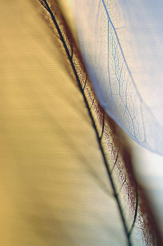 无人,竖图,俯视,室内,特写,白天,植物,叶子,阴影,枯萎,朦胧,模糊,反射,纹理,影子,死亡,肌理,枯败,叶,叶片,叶脉,彩图,高角度拍摄