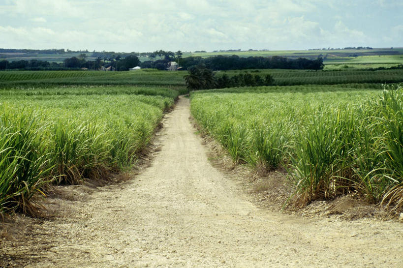 无人,横图,室外,白天,正面,旅游,度假,草地,草坪,美景,植物,道路,路,水果,巴巴多斯,阴影,新鲜,光线,影子,景观,云,云朵,小路,生食,食品,果实,甘蔗,交通,云彩,娱乐,草,树,树木,食物,蓝色,绿色,白云,蓝天,天空,阳光,自然,天,享受,休闲,景色,放松,有机食品,绿色食品,乡间小路,生长,晴朗,成长,北美,北美洲,自然风光,美洲,北亚美利加洲,亚美利加洲,巴巴多斯共和国,糖蔗,竹蔗,晴空,彩图