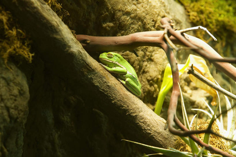 无人,横图,室外,白天,侧面,美景,植物,青蛙,野生动物,阴影,朦胧,模糊,光线,树蛙,影子,景观,枝条,注视,树,树木,树枝,一只,绿色,阳光,自然,动物,观察,看,趴着,景色,可爱,活泼,观看,察看,关注,自然风光,虬枝,枝杈,澳大利亚绿色雨蛙,绿色树蛙,绿树蛙,趴,彩图,全身