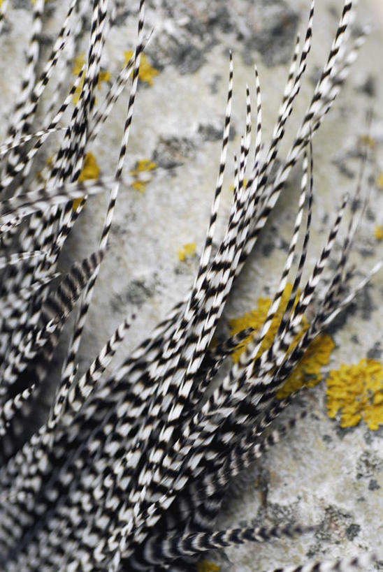 无人,竖图,俯视,室外,特写,白天,羽毛,一排,许多,阴影,朦胧,模糊,轻盈,柔软,整齐,反射,影子,排列,渔具,队列,鱼饵,轻柔,彩图,高角度拍摄,钓鱼