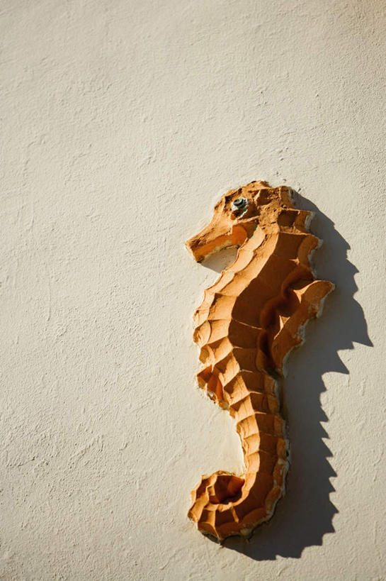 无人,竖图,室外,特写,白天,正面,阴影,光线,鱼,影子,墙,鱼类,海洋生物,墙壁,墙面,一只,阳光,海马,水生动物,水生物,海底动物,彩图,全身