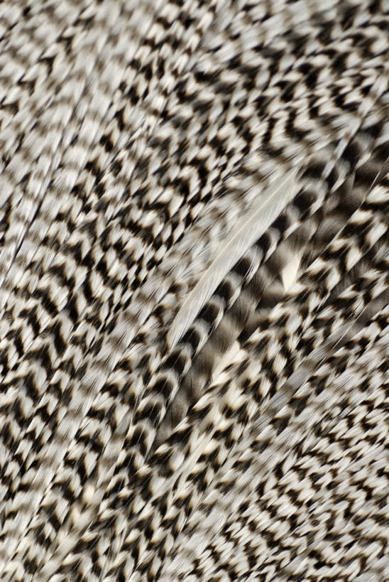 无人,竖图,室内,特写,白天,正面,静物,羽毛,一排,许多,阴影,朦胧,模糊,轻盈,柔软,整齐,反射,纹路,纹理,影子,排列,队列,鱼饵,肌理,轻柔,彩图