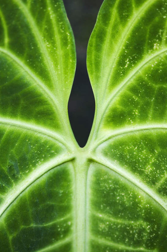 无人,竖图,室外,特写,白天,正面,美景,植物,叶子,夏威夷,美国,纹理,景观,绿叶,绿色,自然,嫩叶,景色,北美,北美洲,自然风光,美洲,肌理,夏威夷州,爱洛哈之州,希洛,北亚美利加洲,亚美利加洲,叶,叶片,叶脉,彩图,夏威夷热带植物园