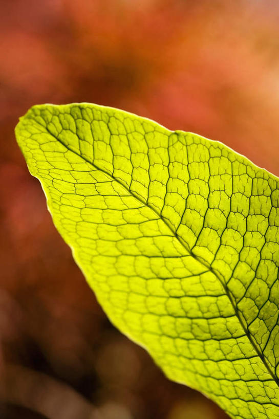 无人,竖图,室外,特写,白天,正面,旅游,度假,美景,植物,叶子,夏威夷,美国,朦胧,模糊,新鲜,纹理,景观,绿叶,娱乐,绿色,自然,享受,休闲,嫩叶,景色,放松,青春,北美,北美洲,生命,自然风光,美洲,和平,安详,肌理,夏威夷州,爱洛哈之州,希洛,北亚美利加洲,亚美利加洲,冷色,叶,叶片,叶脉,彩图