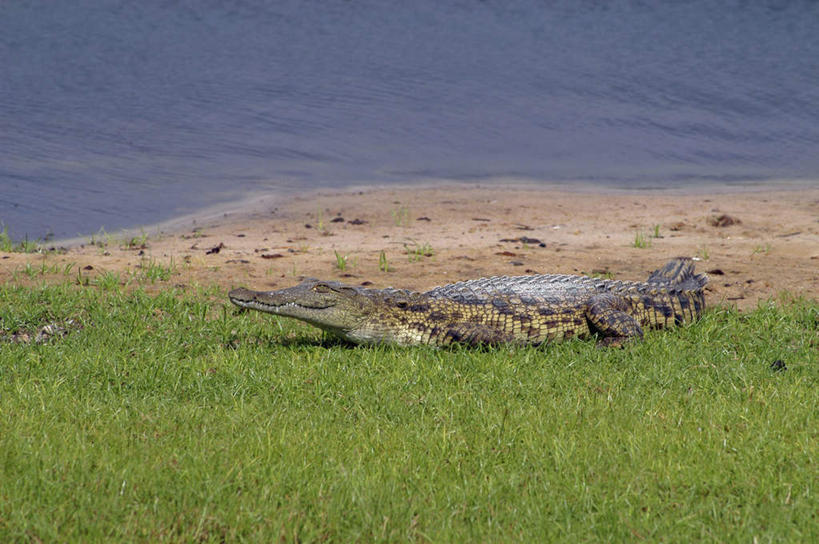 无人,公园,横图,室外,白天,侧面,旅游,度假,草地,草坪,海浪,海洋,美景,沙滩,植物,鳄鱼,野生动物,非洲,博茨瓦纳,阴影,光线,沙子,影子,海岸,景观,浪花,沙地,注视,娱乐,草,一只,绿色,阳光,自然,海水,动物,观察,看,趴着,享受,休闲,景色,放松,观看,察看,国家公园,关注,自然风光,凶猛,海景,尼罗鳄,波札那,博茨瓦纳共和国,乔贝国家公园,非洲鳄,残暴,凶残,大海,风浪,海,海水的波动,海滩,近岸浪,涌浪,趴,彩图,全身