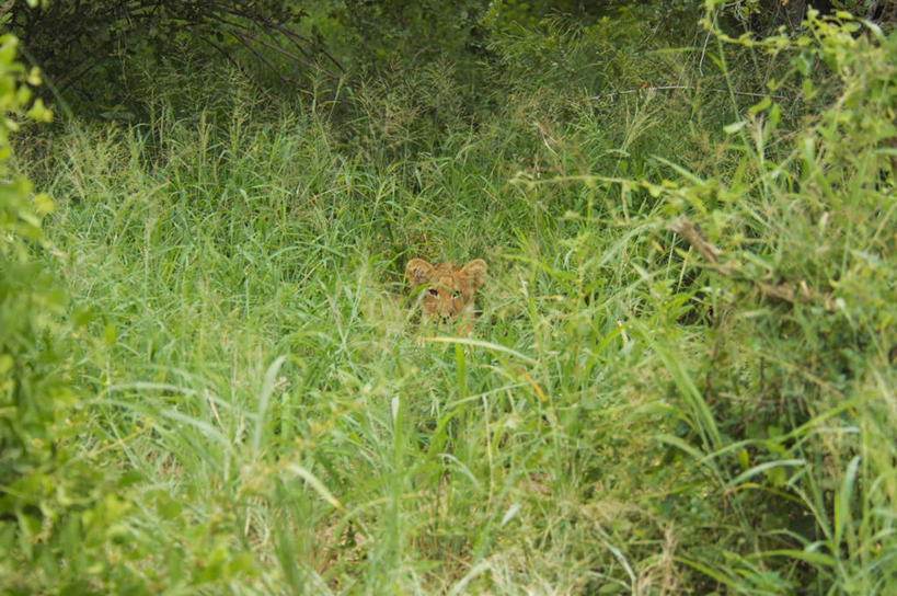 无人,动物园,横图,室外,白天,正面,旅游,度假,草地,草坪,美景,植物,哺乳动物,野生动物,狮子,非洲,南非,躲藏,景观,注视,娱乐,草,一只,绿色,自然,动物,观察,看,趴着,享受,休闲,景色,放松,观看,察看,隐藏,国家公园,关注,自然风光,凶猛,克鲁格国家公园,潜藏,阿非利加洲,德兰士瓦省,南非共和国,残暴,凶残,趴,彩图,全身