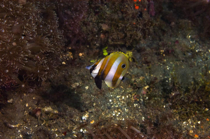 游泳,无人,横图,俯视,室外,白天,旅游,度假,海底,水下,海浪,海洋,礁石,石头,美景,巴布亚新几内亚,一条,鱼,石子,景观,浪花,水底,注视,娱乐,鱼类,海洋生物,无脊椎动物,自然,海水,观察,看,享受,休闲,景色,放松,海底世界,观看,腔肠动物,察看,关注,自然风光,水生动物,大洋洲,水生物,海景,海底动物,泅水,珊瑚虫,拍浮,巴布亚新几内亚独立国,蝶鱼,大海,风浪,海,海床,海水的波动,礁,近岸浪,石块,岩石,涌浪,彩图,高角度拍摄,全身,金斑少女蝶