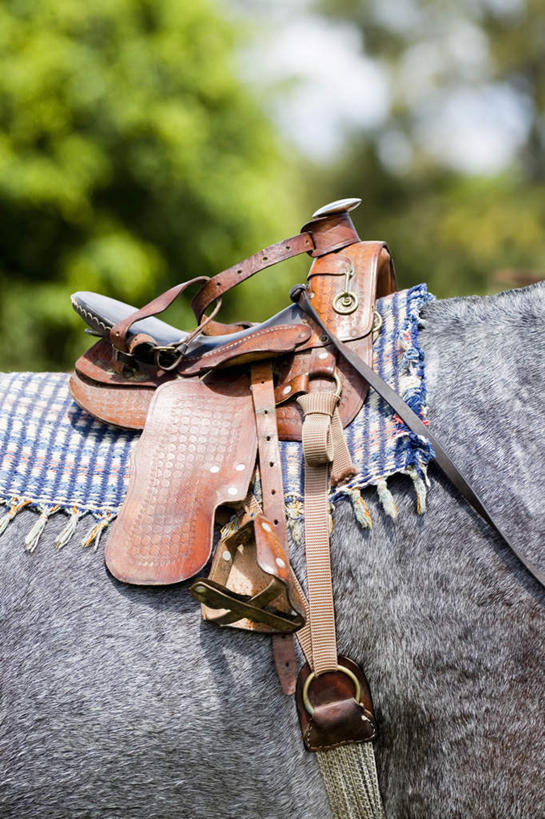无人,竖图,室外,特写,白天,正面,美景,植物,马,野生动物,朦胧,模糊,景观,一匹,座位,马鞍,树,树木,绿色,自然,动物,景色,运输,牲畜,生长,成长,自然风光,马具,半身,彩图