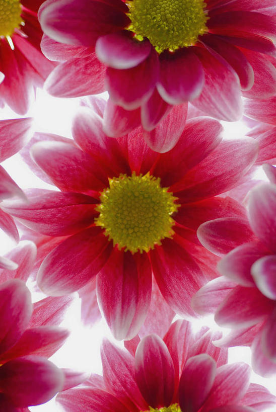 无人,竖图,室内,特写,白天,正面,报春花,朦胧,模糊,盛开,花蕾,花,花瓣,花朵,鲜花,红色,花苞,花蕊,成熟,青春,盼望,樱草,德国报春,德国报春花,欧洲报春花,欧洲樱草,西洋樱草,孤寂,年景花,四季报春,彩图