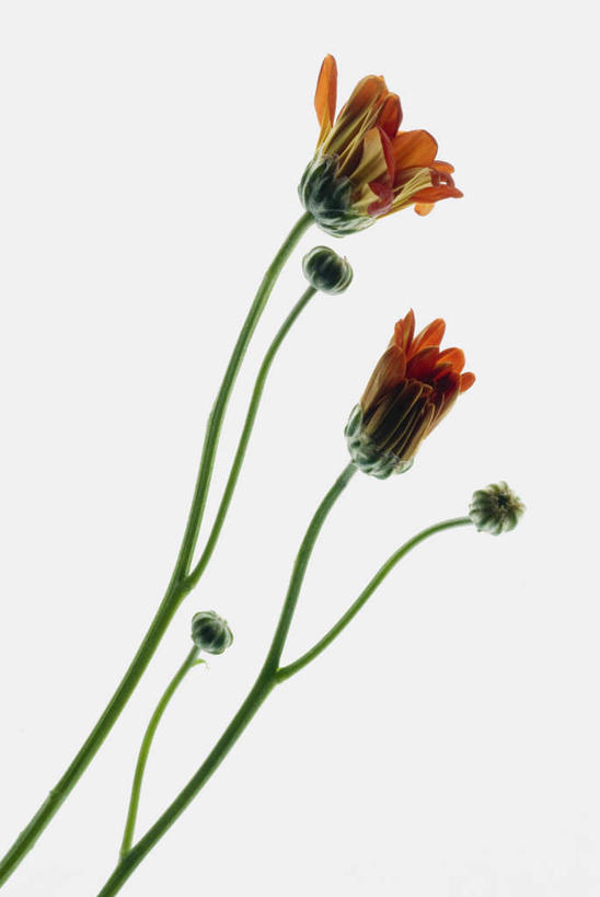 无人,竖图,室内,特写,白天,白色背景,正面,盛开,花蕾,花,花瓣,花朵,鲜花,两朵,花苞,花蕊,摄影,影棚,彩图,影棚拍摄,拍摄