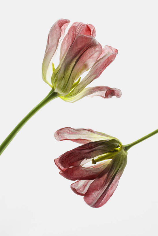 无人,竖图,室内,特写,白天,白色背景,正面,枯萎,花蕾,花,花瓣,花朵,鲜花,两朵,干花,花苞,花蕊,摄影,影棚,死亡,枯败,彩图,影棚拍摄,拍摄