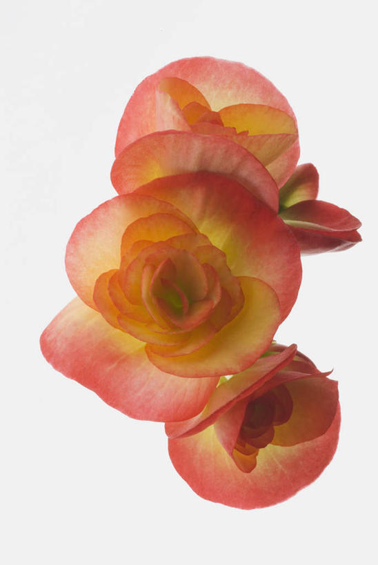 无人,竖图,室内,特写,白天,白色背景,正面,三朵,阴影,盛开,反射,影子,花蕾,花,花瓣,花朵,鲜花,花苞,花蕊,摄影,影棚,彩图,影棚拍摄,拍摄