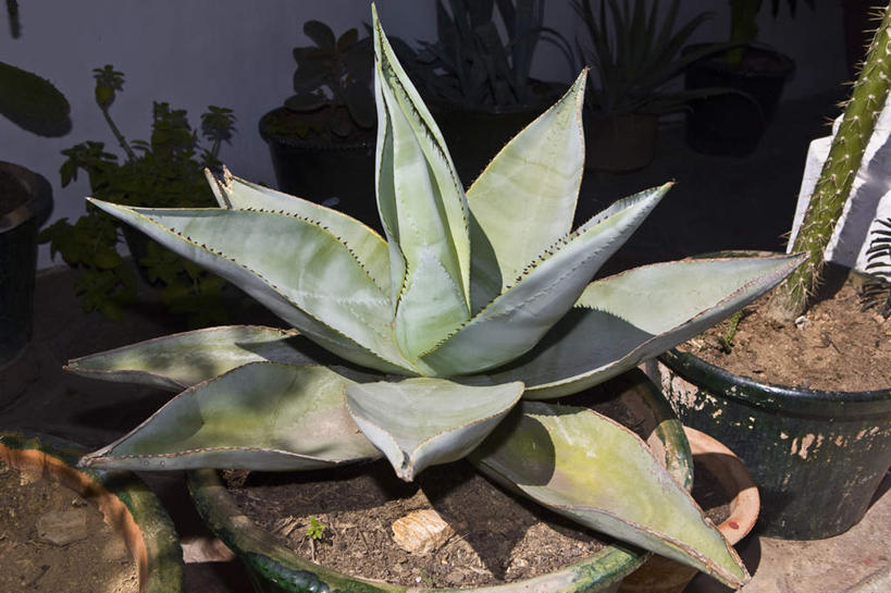 无人,横图,俯视,室外,特写,白天,植物,龙舌兰,墨西哥,阴影,光线,盆栽,影子,盆景,绿色,阳光,自然,生长,成长,希望,北美,北美洲,美洲,瓦哈卡州,瓦哈卡,北亚美利加洲,亚美利加洲,墨西哥合众国,仙人掌王国,瓦哈卡德华雷斯,番麻,彩图,高角度拍摄,付出,龙舌掌