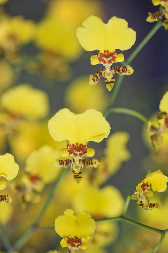 无人,竖图,俯视,室外,特写,白天,花海,花圃,植物,文心兰,叶子,朦胧,模糊,盛开,透明,辉煌,花蕾,花,花瓣,花朵,花卉,鲜花,黄色,绿色,花丛,花束,花田,花苞,花蕊,健康,活泼,希望,暖色,隐藏,光辉,爱恋,光明,功名,轻快,跳舞兰,瘤瓣兰,金蝶兰,彩图,高角度拍摄