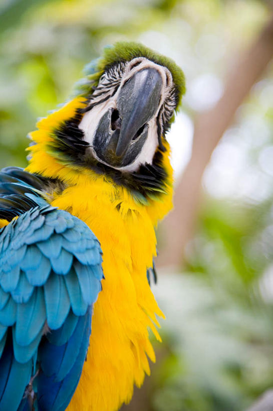无人,站,竖图,室外,特写,白天,正面,旅游,度假,美景,森林,树林,植物,鸟,鹦鹉,印度尼西亚,印尼,亚洲,朦胧,模糊,鸟类,景观,扭头,注视,娱乐,树,树木,一只,黄色,蓝色,绿色,自然,动物,观察,看,站着,转头,享受,休闲,景色,巴厘岛,放松,可爱,东南亚,活泼,生长,成长,观看,察看,金刚鹦鹉,关注,自然风光,印度尼西亚共和国,绯红金刚鹦鹉,红黄金刚鹦鹉,五彩金刚鹦鹉,观赏鸟,巴厘省,站立,半身,彩图