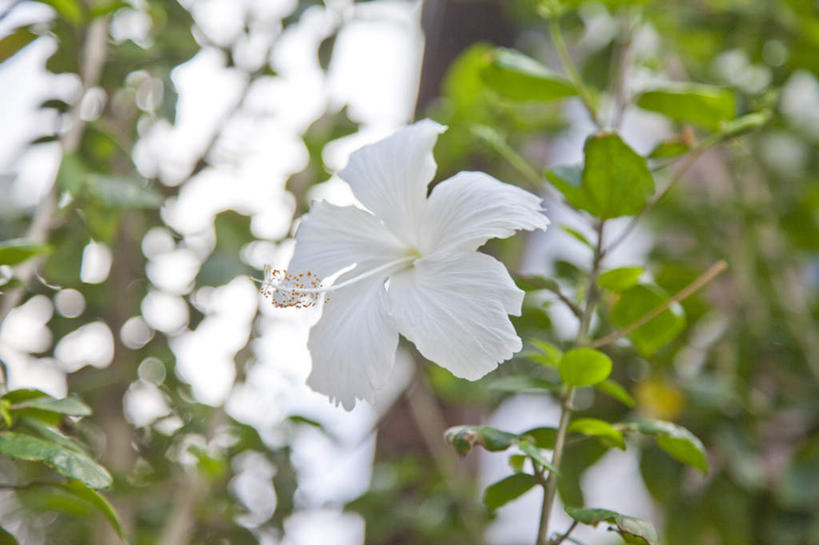 无人,横图,室外,特写,白天,正面,植物,叶子,台湾,中国,亚洲,朦胧,模糊,盛开,纹理,绿叶,枝条,花蕾,花,花瓣,花朵,鲜花,树,树木,树枝,一朵,绿色,白色,花苞,花蕊,嫩叶,东亚,屏东县,肌理,港澳台,中华人民共和国,台湾省,虬枝,枝杈,叶,叶片,叶脉,彩图,屏,屏东,屏县,台
