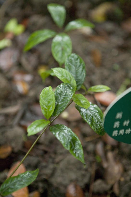 无人,竖图,俯视,室外,特写,白天,植物,叶子,朦胧,模糊,新鲜,纹理,泥土,土壤,绿叶,草药,药草,中药,绿色,嫩叶,青春,生命,药材,中草药,和平,安详,中药材,本草,肌理,冷色,叶,叶片,叶脉,彩图,高角度拍摄,巴戟,巴戟肉,巴戟天,黑藤钻,鸡肠风,鸡眼藤