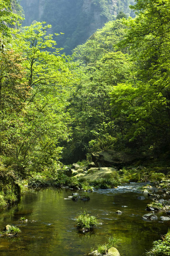 无人,公园,竖图,室外,白天,正面,旅游,度假,河流,石头,美景,森林,山,山脉,树林,水,植物,张家界,中国,亚洲,石子,河水,景观,山峰,水流,山峦,娱乐,树,树木,绿色,小溪,自然,群山,溪水,享受,休闲,景色,放松,生长,成长,自然风光,东亚,沉积岩,湖南,湖南省,森林公园,张家界国家森林公园,中华人民共和国,华中地区,湘,张家界市,水成岩,石块,岩石,彩图,金鞭溪
