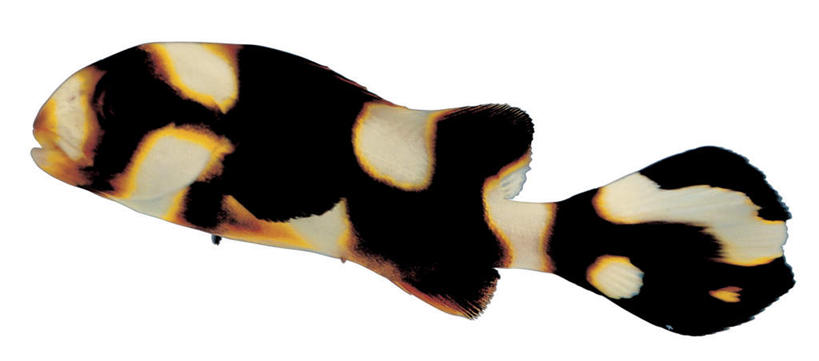 游泳,无人,横图,室内,特写,白天,白色背景,侧面,一条,鲷鱼,注视,黑色,观察,看,摄影,影棚,观看,鲷,加吉鱼,铜盆鱼,察看,关注,班加吉,加真鲷,泅水,拍浮,胡椒鲷,东方胡椒鲷,红花旦,居氏胡椒鲷,彩图,全身,影棚拍摄,拍摄