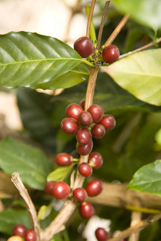 咖啡,无人,竖图,室内,特写,白天,正面,植物,豆,叶子,台湾,中国,亚洲,朦胧,模糊,纹理,豆类,豆子,绿叶,枝条,树,树木,树枝,绿色,咖啡豆,嫩叶,东亚,豆科,屏东县,肌理,港澳台,中华人民共和国,咖啡因,台湾省,虬枝,枝杈,叶,叶片,叶脉,彩图,屏东,台