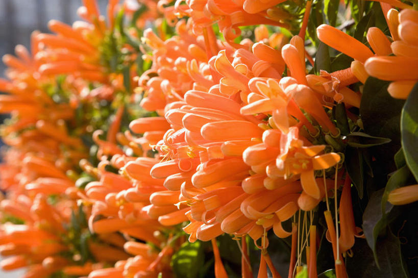 无人,横图,室外,特写,白天,正面,花海,花圃,美景,植物,叶子,台湾,中国,亚洲,朦胧,模糊,盛开,景观,花蕾,花,花瓣,花朵,花卉,鲜花,绿色,自然,花丛,花束,花田,花苞,花蕊,橙色,景色,自然风光,东亚,屏东县,港澳台,中华人民共和国,台湾省,彩图,屏东,台