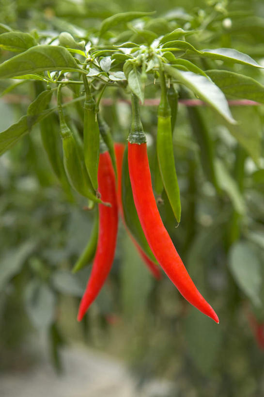 无人,竖图,室外,特写,白天,正面,植物,辣椒,蔬菜,叶子,台湾,中国,亚洲,朦胧,模糊,新鲜,纹理,食品,绿叶,食物,红色,绿色,嫩叶,有机食品,绿色食品,东亚,辣角,红海椒,大椒,辣虎,广椒,屏东县,肌理,港澳台,中华人民共和国,台湾省,叶,叶片,叶脉,辣子,红辣椒,海椒,番椒,彩图,屏东,台