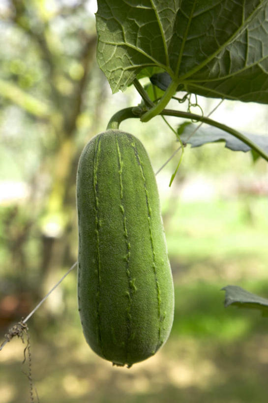 无人,农田,竖图,室外,特写,白天,正面,庄稼,农作物,植物,黄瓜,蔬菜,叶子,台湾,中国,亚洲,吊挂,悬挂,朦胧,模糊,新鲜,纹理,食品,绿叶,挂,食物,绿色,嫩叶,有机食品,绿色食品,东亚,屏东县,肌理,港澳台,中华人民共和国,台湾省,叶,叶片,叶脉,青瓜,胡瓜,彩图,耕地,庄稼田,屏东,台