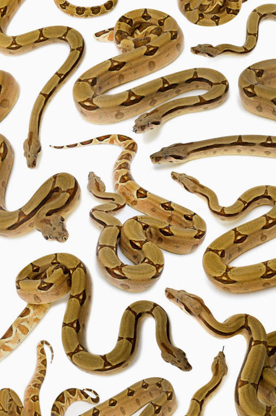 无人,竖图,俯视,室内,白天,白色背景,野生动物,许多,环绕,缠绕,爬行动物,蛇,注视,动物,观察,看,摄影,影棚,观看,察看,关注,冷血动物,纠缠,凶猛,脊椎动物,长虫,蚺蛇,红尾蚺,残暴,凶残,半身,彩图,高角度拍摄,影棚拍摄,拍摄,冷血